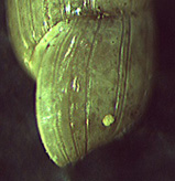 Acicula lineata  lineata(Draparnaud, 1805)