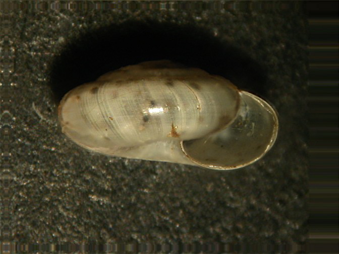 Vitrea botterii (Pfeiffer, 1853)