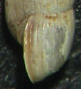 Acicula lineata  lineata(Draparnaud, 1805)