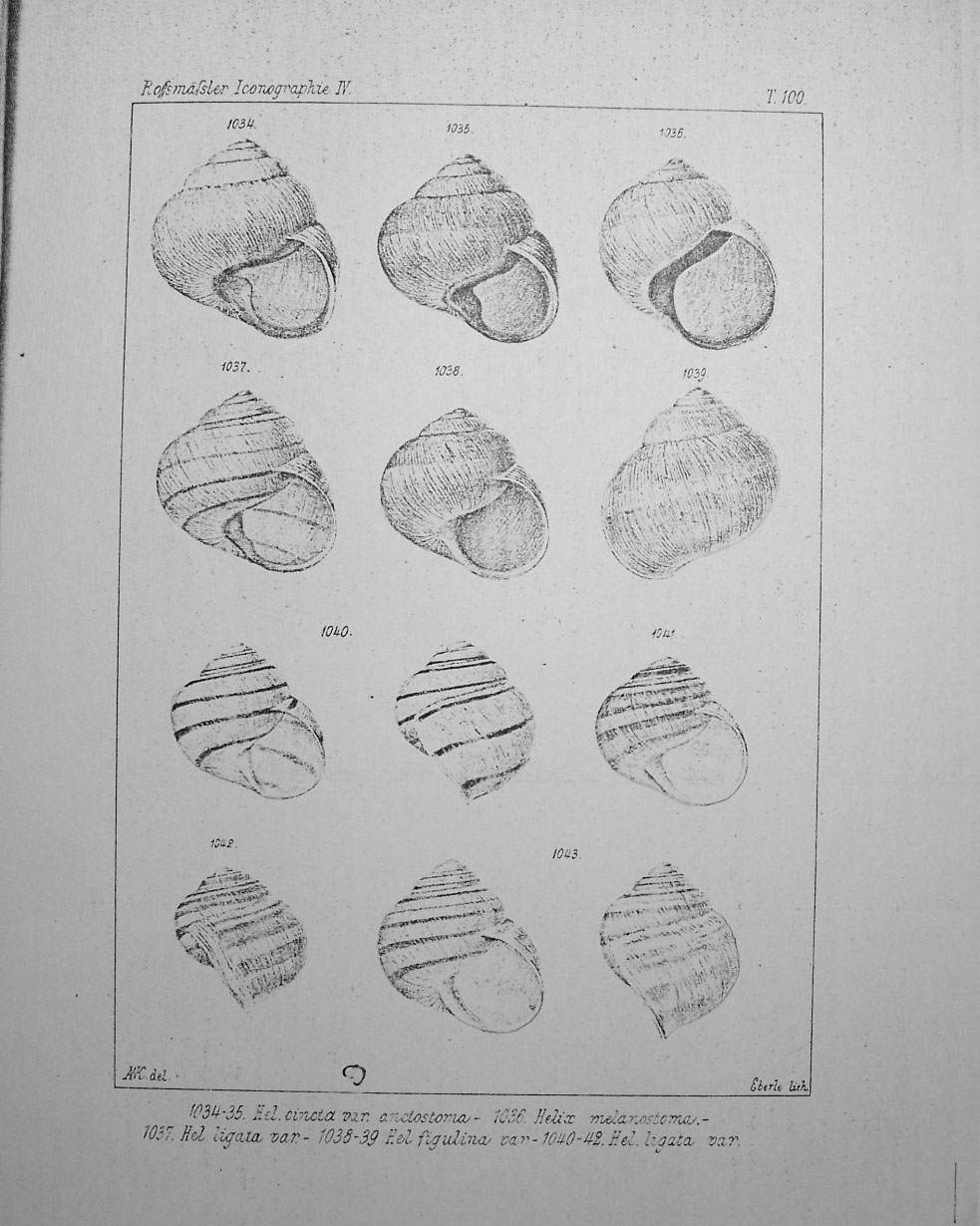 Variazioni in Helix ligata