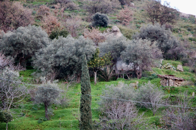 2. Le colline di Taormina: Aphyllophorales e molto altro