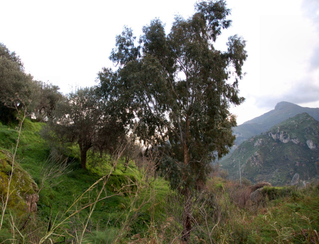 2. Le colline di Taormina: Aphyllophorales e molto altro