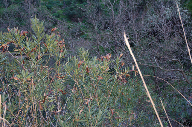 Lygaeus creticus in Sicilia