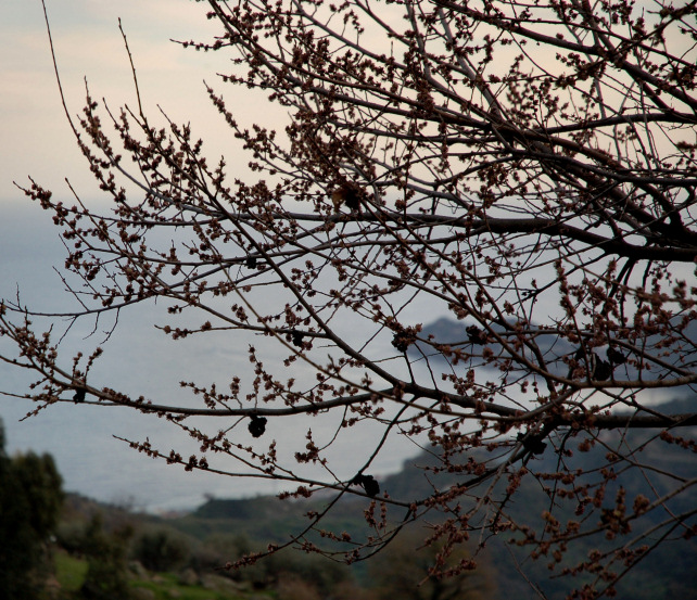 2. Le colline di Taormina: Aphyllophorales e molto altro