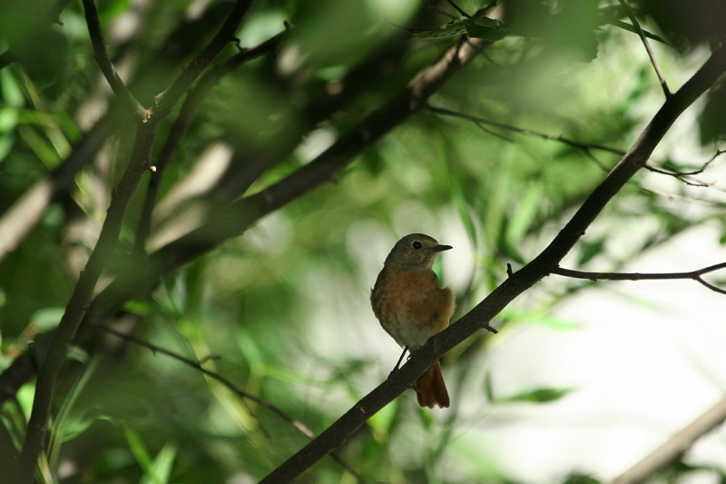 Codirosso  - Phoenicurus phoenicurus