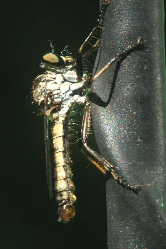 Asilidae