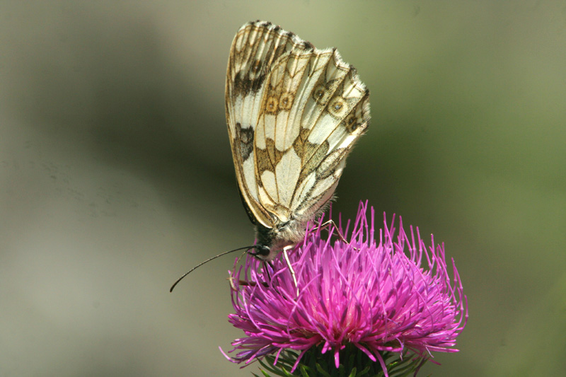 Melanargia russiae