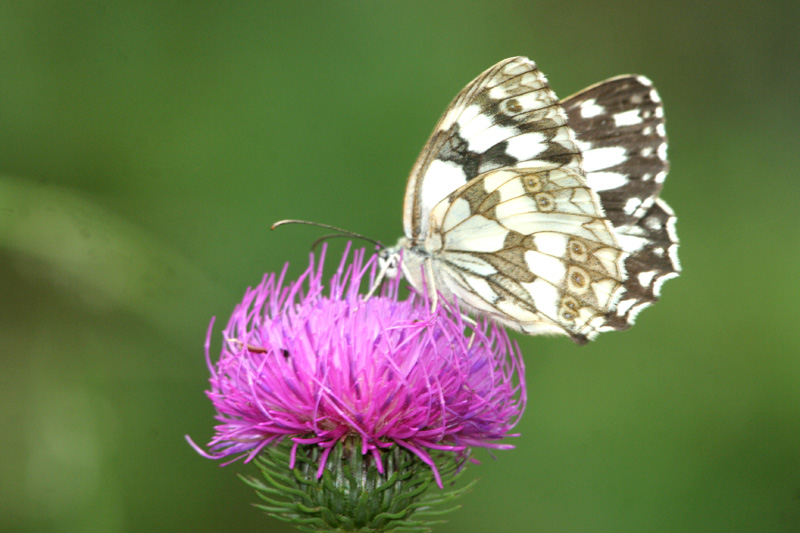 Melanargia russiae