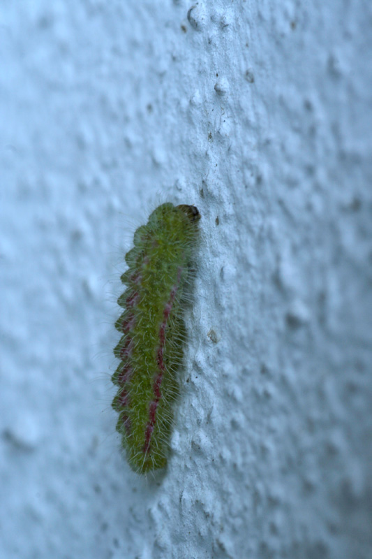 piccolo bruco di Cacyreus marshalli