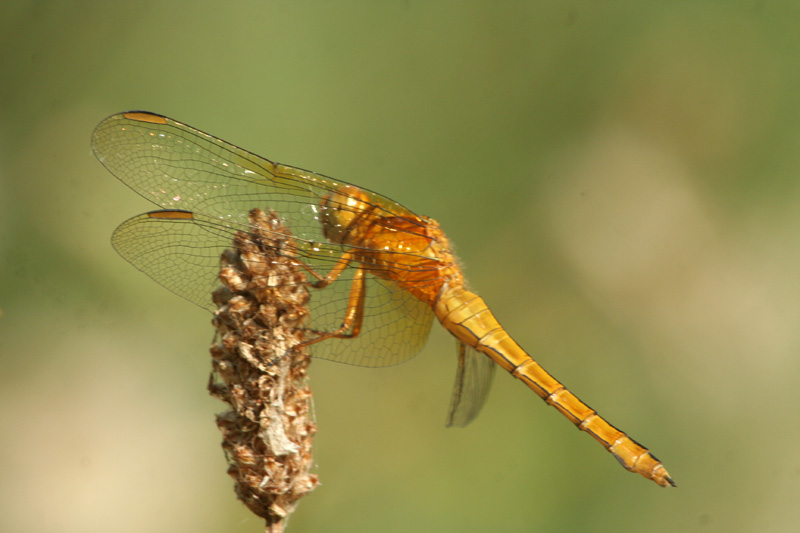 Orthetrum coerulescens - femmina