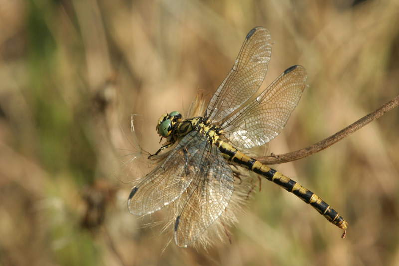 Onychogomphus forcipatus