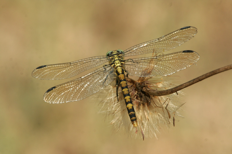 Onychogomphus forcipatus