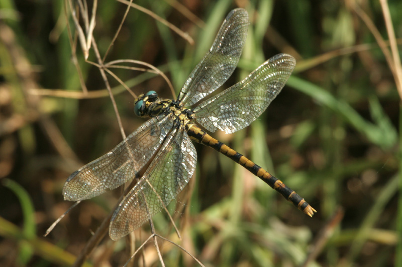 Onychogomphus forcipatus