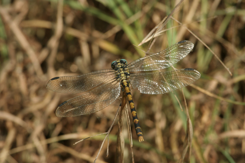 Onychogomphus forcipatus