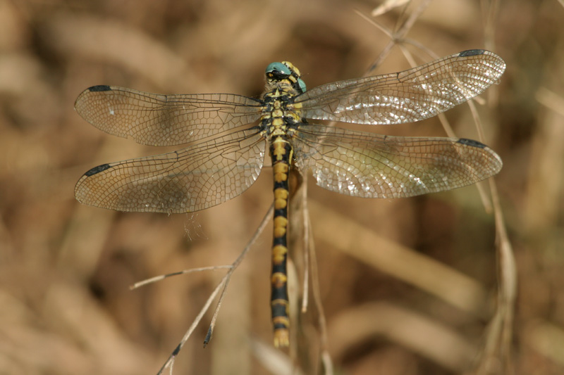 Onychogomphus forcipatus