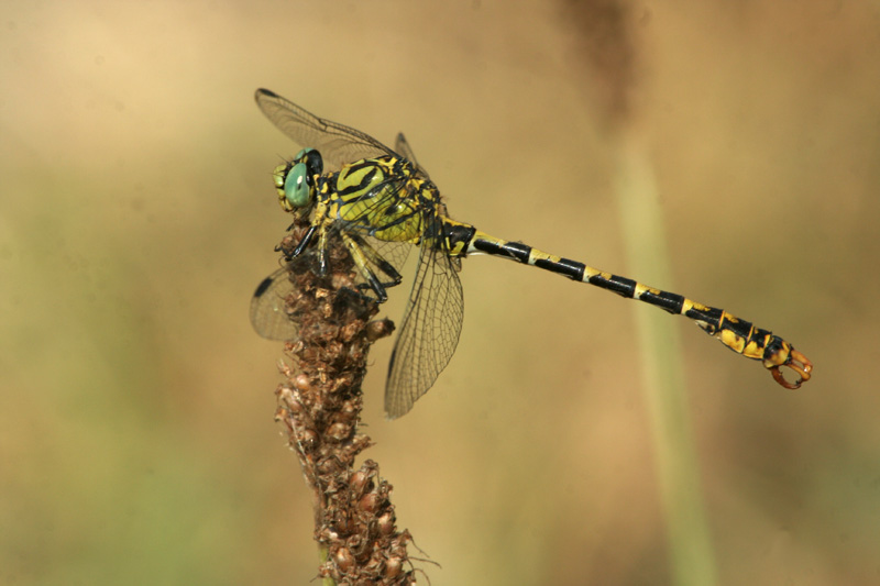 Onychogomphus forcipatus