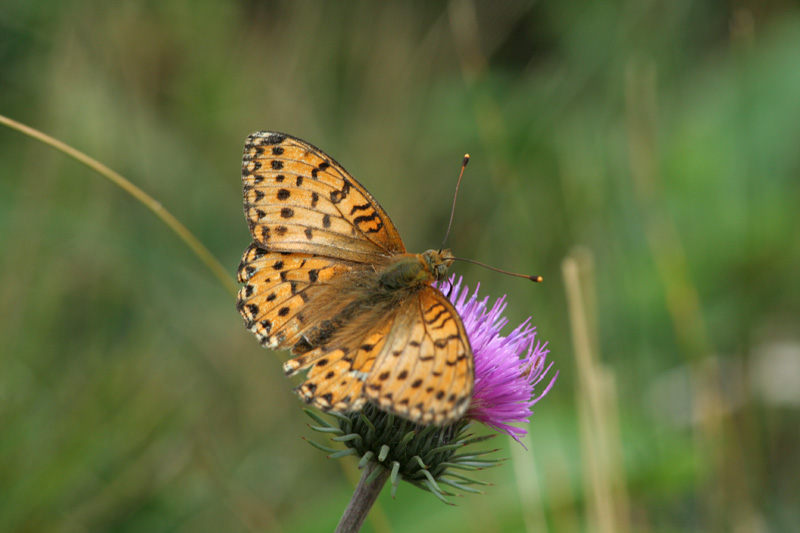 Argynnis