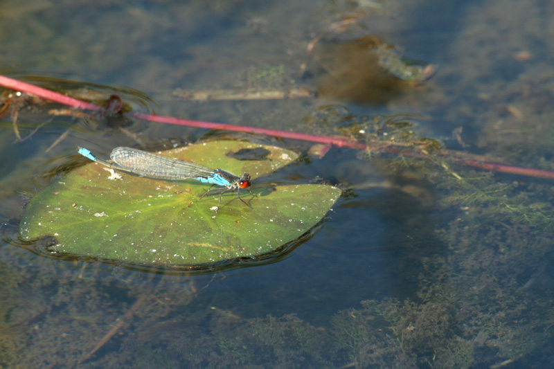 Erythromma viridulum (Coenagrionidae)