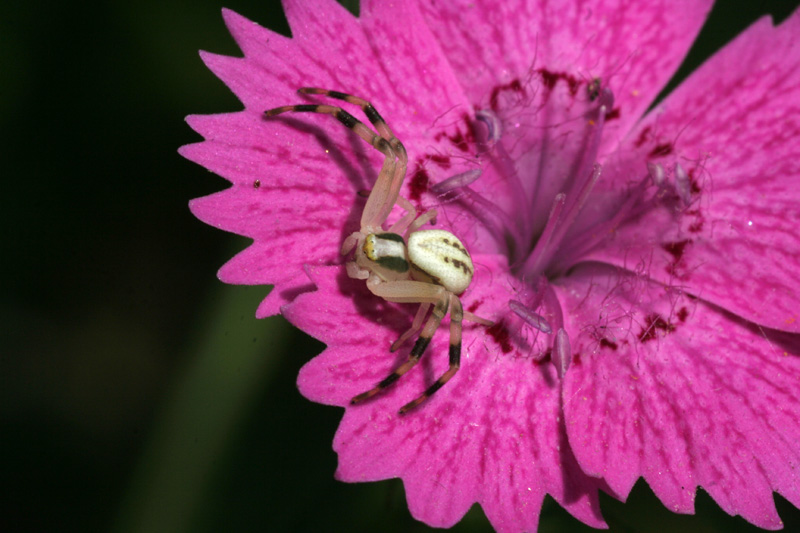 Runcinia grammica