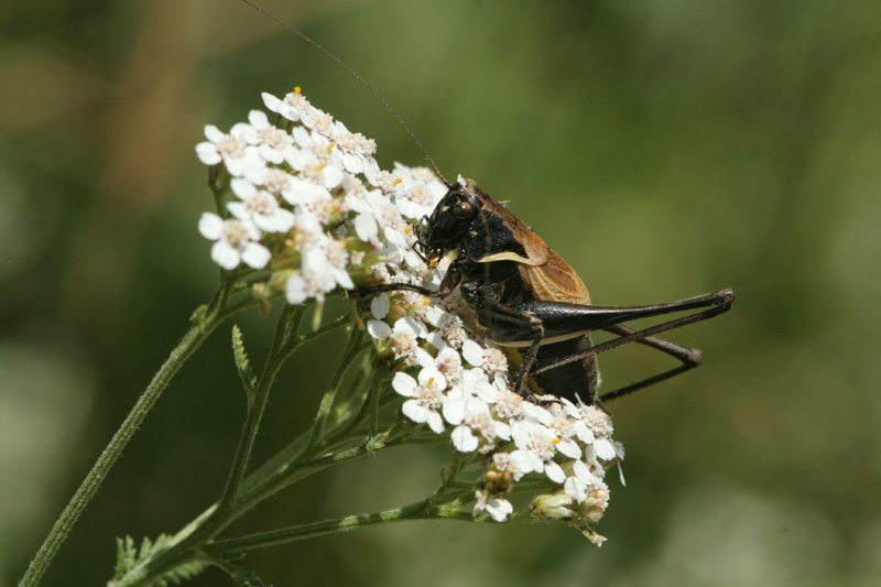 Pholidoptera aptera (Tettigonidae)