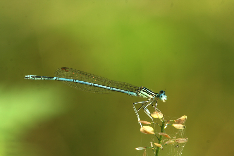 Platycnemis pennipes e Ischnura pumilio