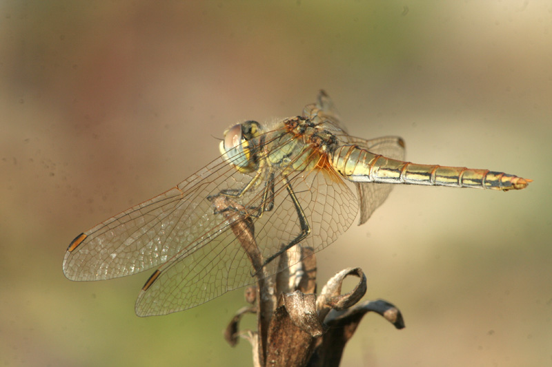 Sympetrum fonscolombii (Libellulidae)