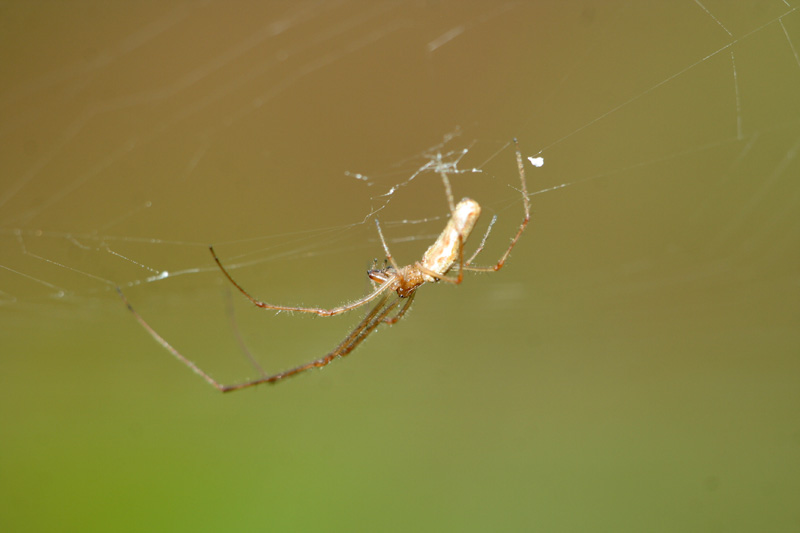 Tetragnatha sp.