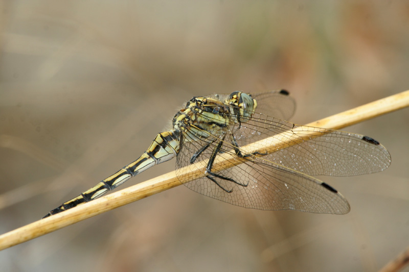 Orthetrum albistylum (Libellulidae)