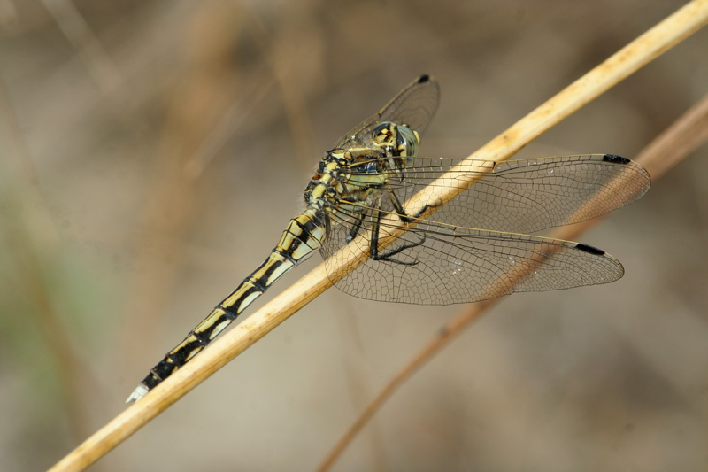 Orthetrum albistylum (Libellulidae)
