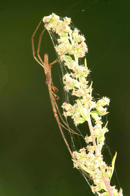 Tetragnatha sp.