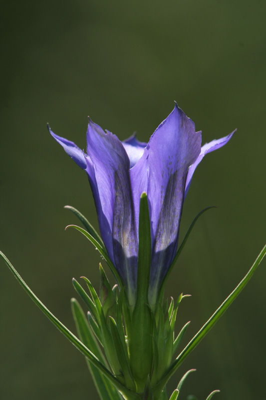 Gentiana pneumonanthe / Genziana mettimborsa