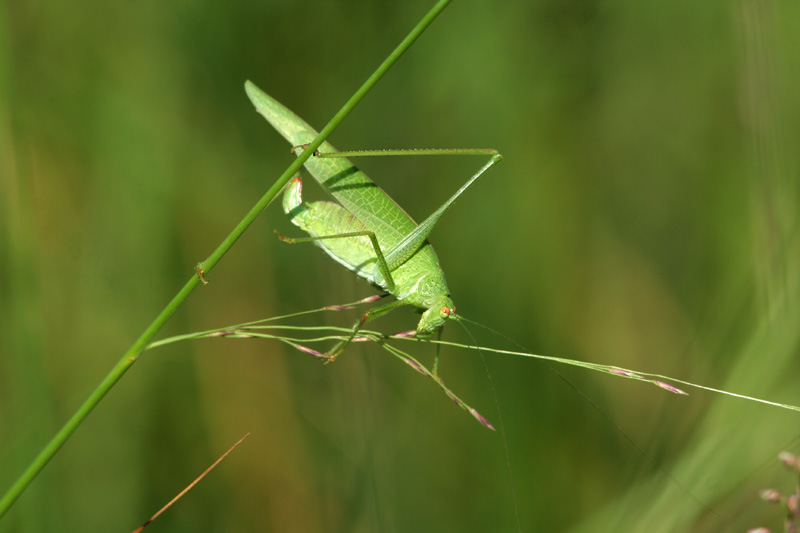 Phaneroptera nana (Phaneropteridae)