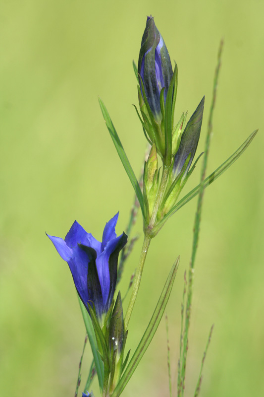 Gentiana pneumonanthe / Genziana mettimborsa