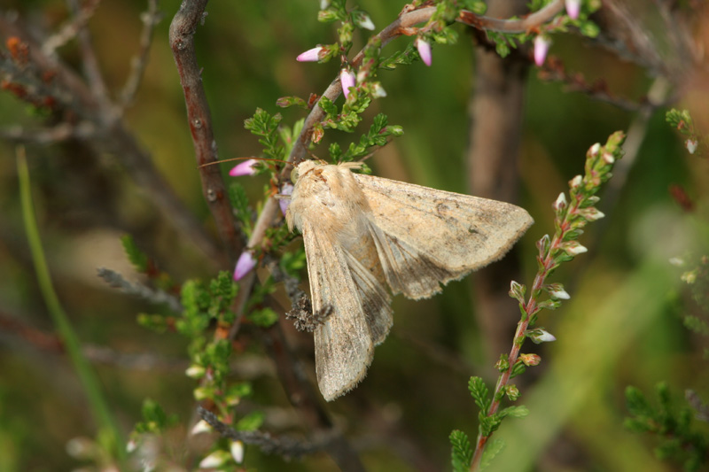 Heliothis viriplaca