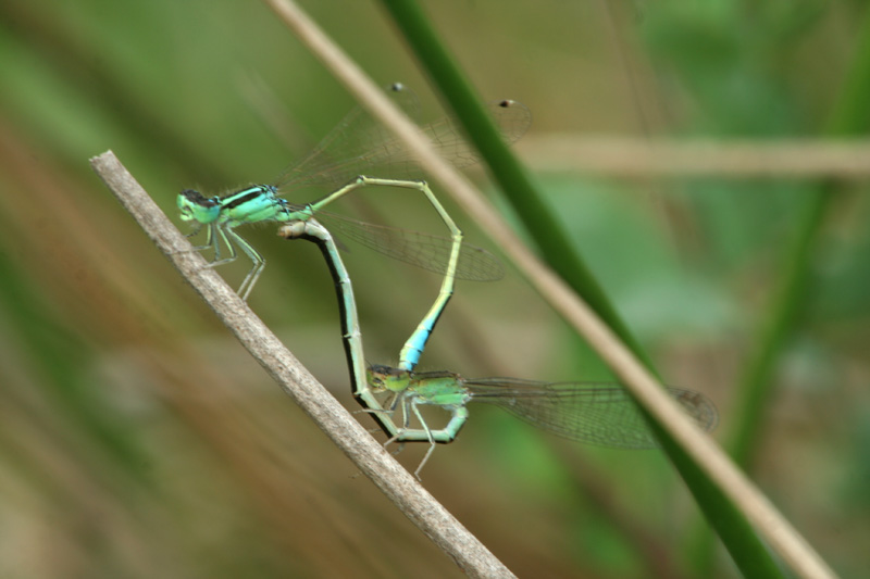 Platycnemis pennipes e Ischnura pumilio