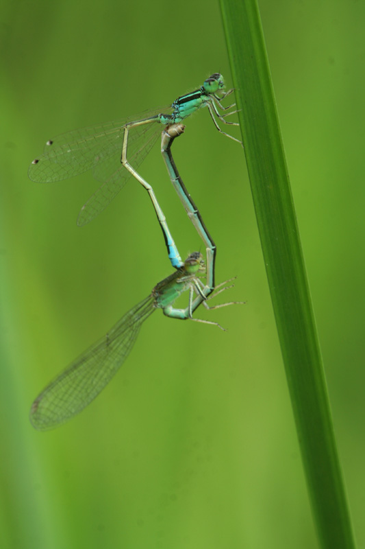 Platycnemis pennipes e Ischnura pumilio