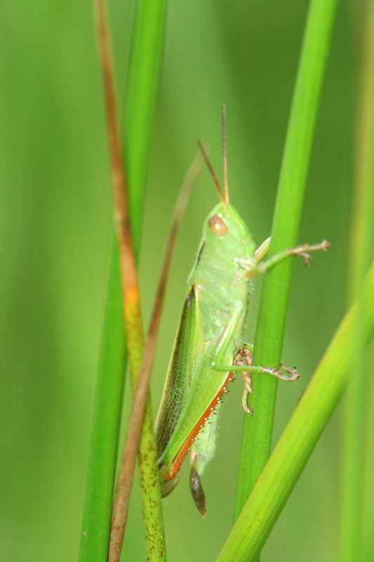 Omocestus rufipes e Paracinema tricolor