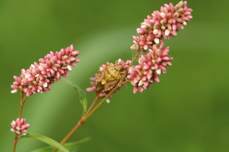 Carpocoris purpureipennis