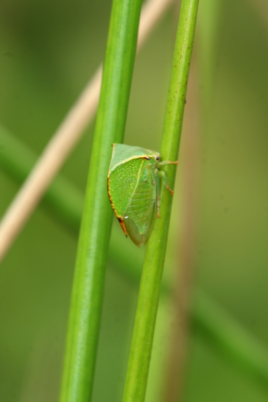 Stictocephala bisonia