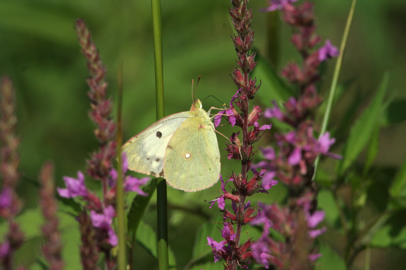 Colias alfacariensis