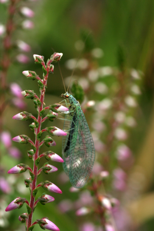 Chrysopa perla ?