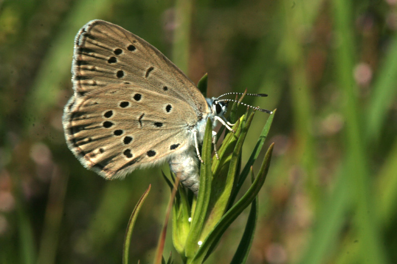 Maculinea alcon