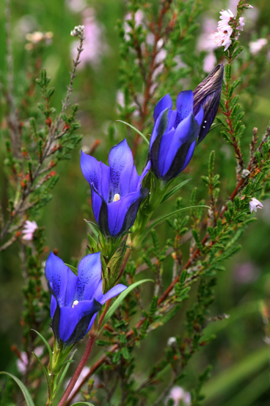 Gentiana pneumonanthe / Genziana mettimborsa
