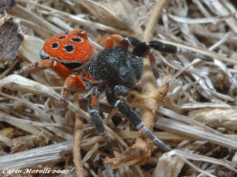 Eresus sp.