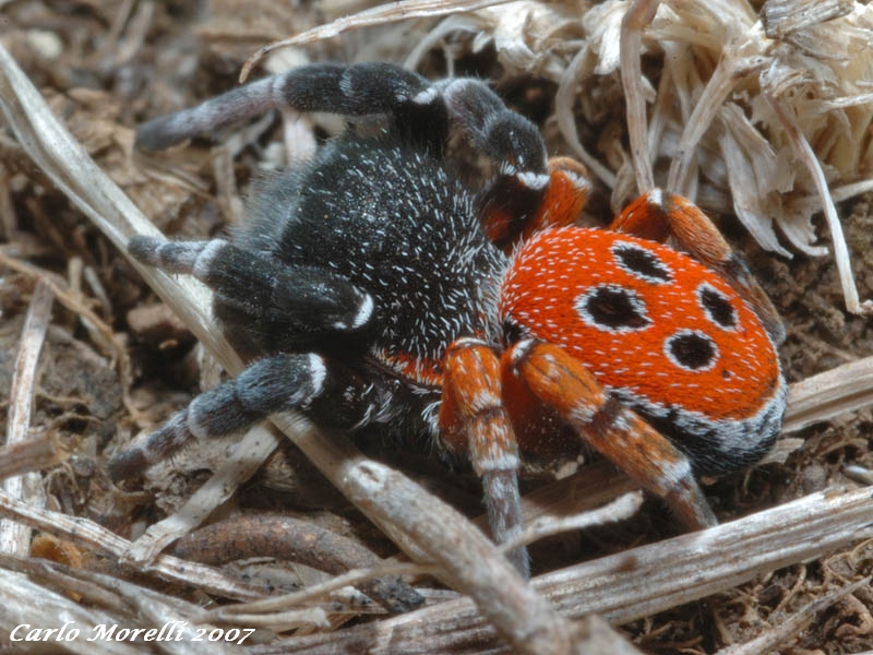 Eresus sp.