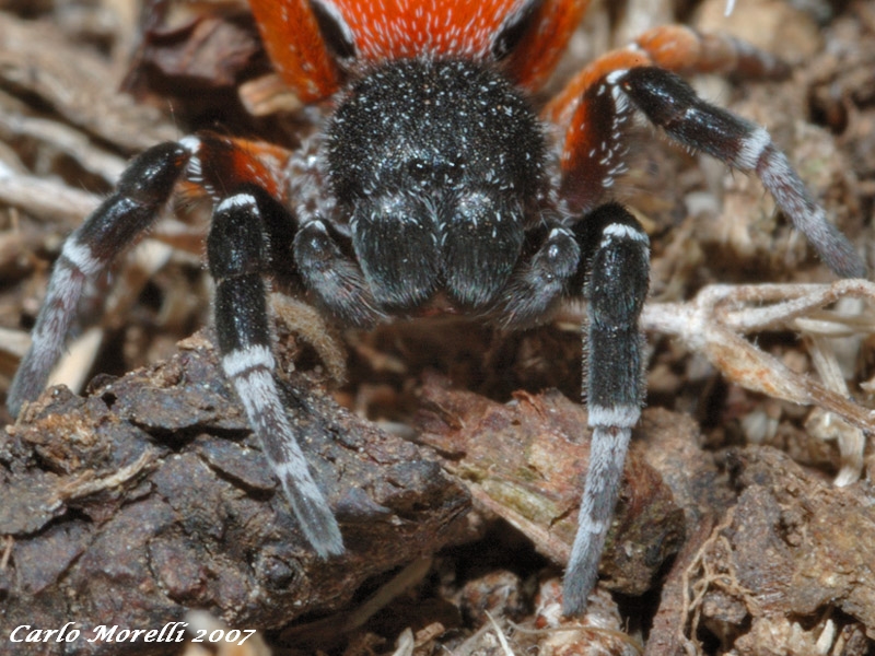 Eresus sp.