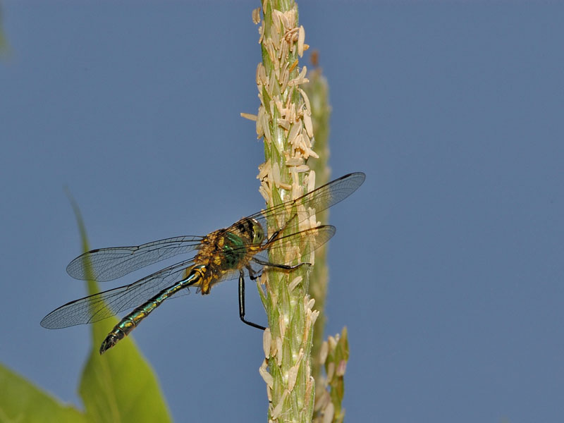 Somatochlora flavomaculata (Odonata, Corduliidae)