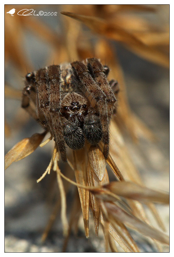 Araneidae - Larinioides sp.