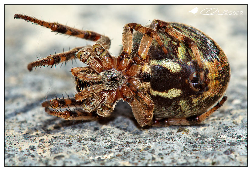 Araneidae - Larinioides sp.