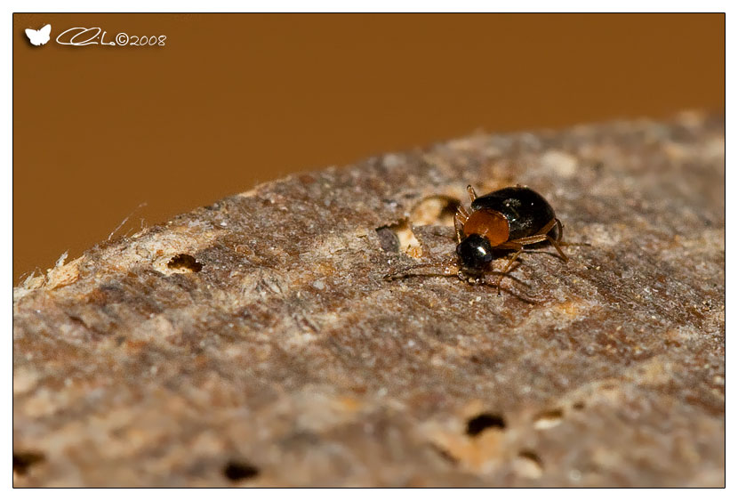 Malachiidae: Hypebaeus flavicollis